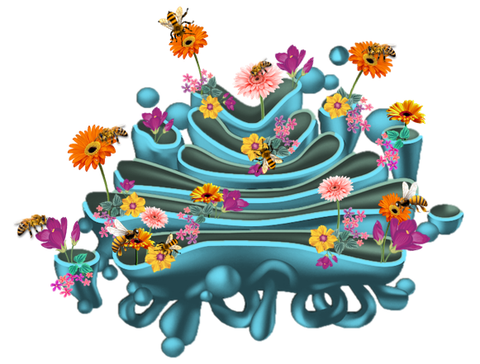 Golgi Pollinator - Sticker