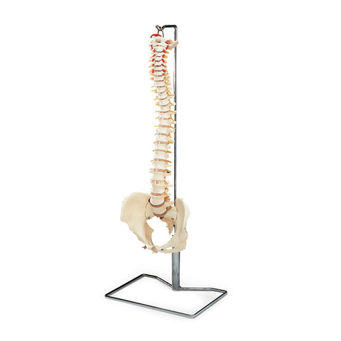 Spine Model w/ stand